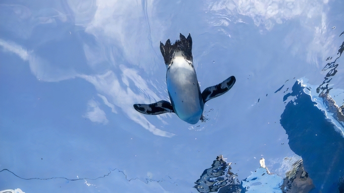 【サンシャイン水族館チケット付】12時まで滞在ＯＫ！いけぶくろ満喫カップル・ファミリープラン